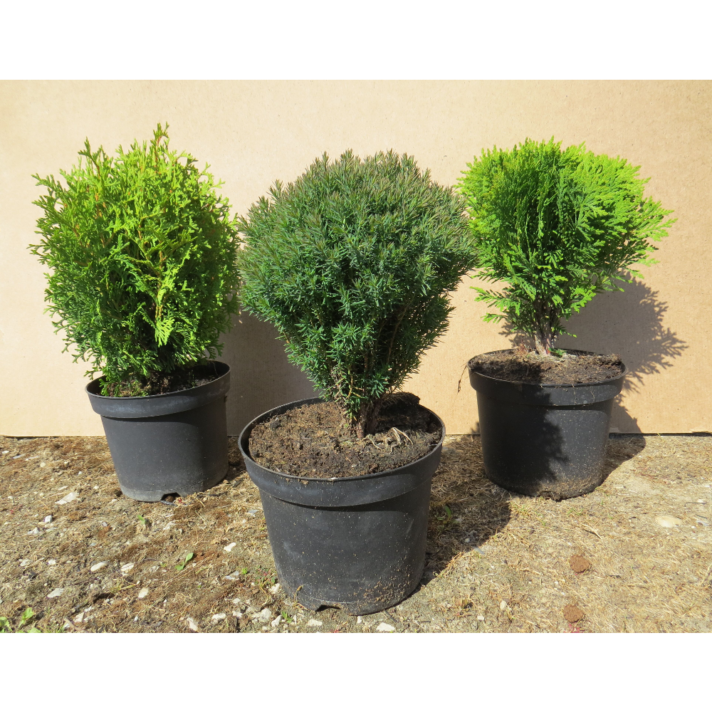 g-mb-thuja-c2-thuja-danica-faiskolai-n-v-ny-n-v-ny-mag