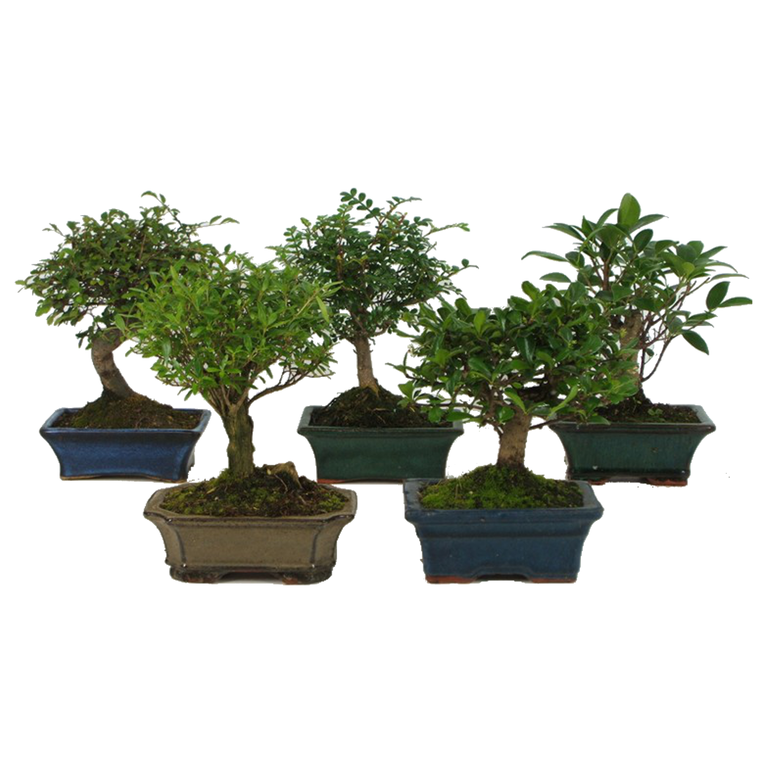 IBH BONSAI CS: 15 CM, N: 30 CM ALTTTEL