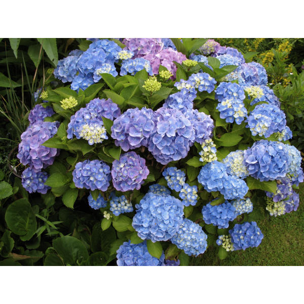 KERTI HORTENZIA C3L HYDRANGEA MACROPHYLLA Faiskolai n v ny