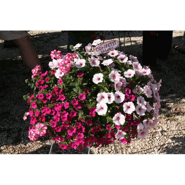 CONFETTI GARDEN CS22CM AMPOLNÁS Balkonnövény Növény, mag,