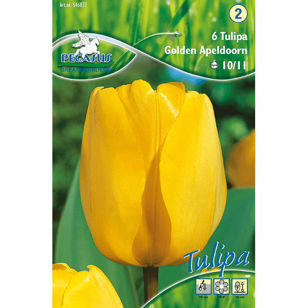 Tulpenzwiebeln Golden Apeldoorn – 10 Stück, Gelb, Winterhart – Für Beet & Schnittblumen