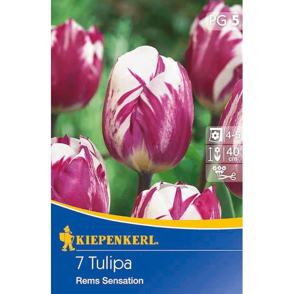 Tulip Rems Kilim vh tulipán