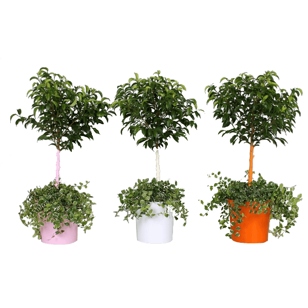 Kislevelu Es Kuszo Fikusz Mix Cs 17 Ficus Natasja Pumila Sunny