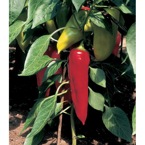 PALÁNTA PAPRIKA KÁPIA 'LÍDIA' CS:9CM CAPSICUM ANNUUM - Palánta