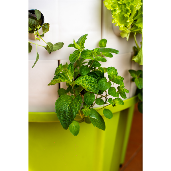 Agyaggranulatum Praktiker () Agyaggranulatum Praktiker