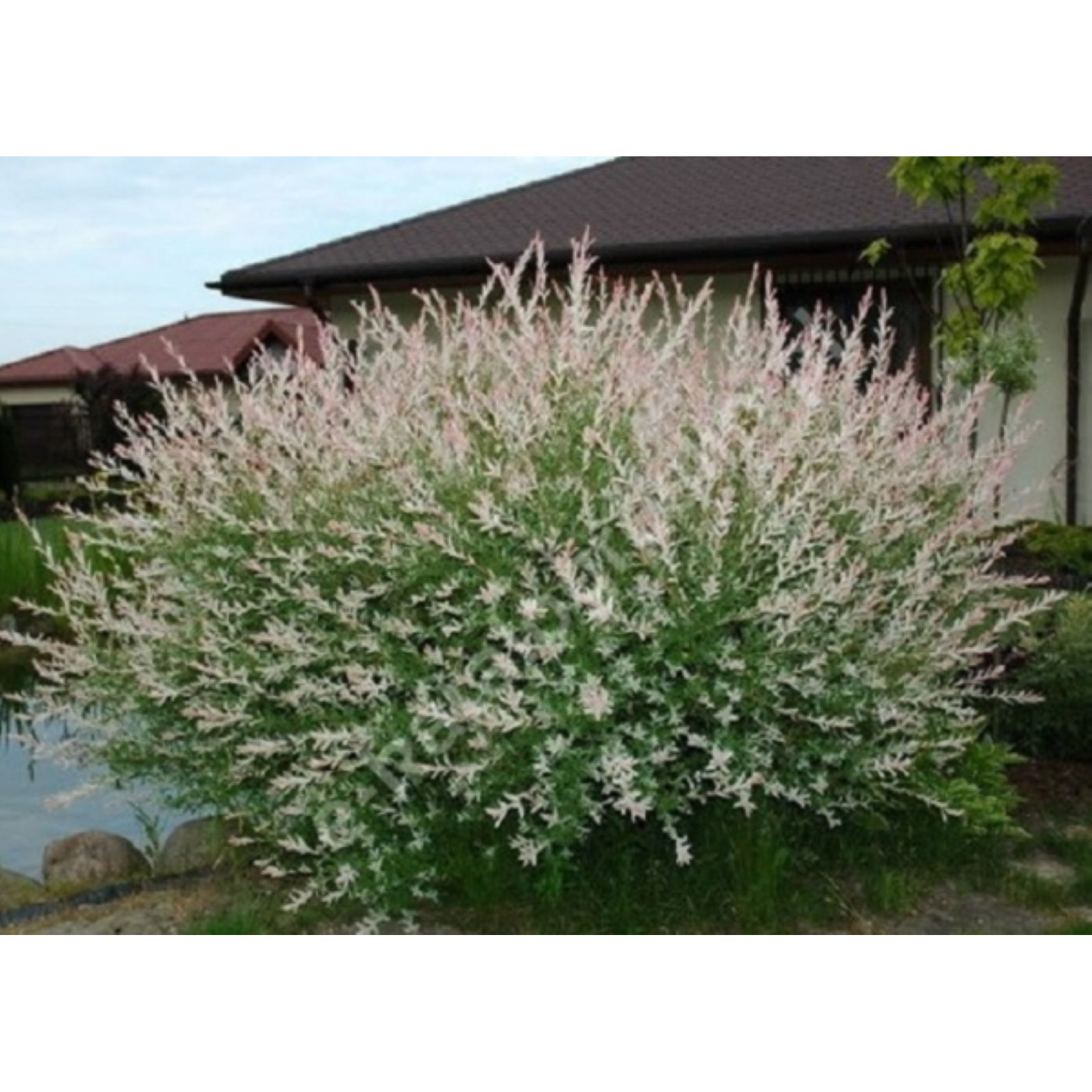 JAPÁN FŰZ 'HAKURO NISHIKI' C5 TARKALEVELŰ SALIX - Faiskolai