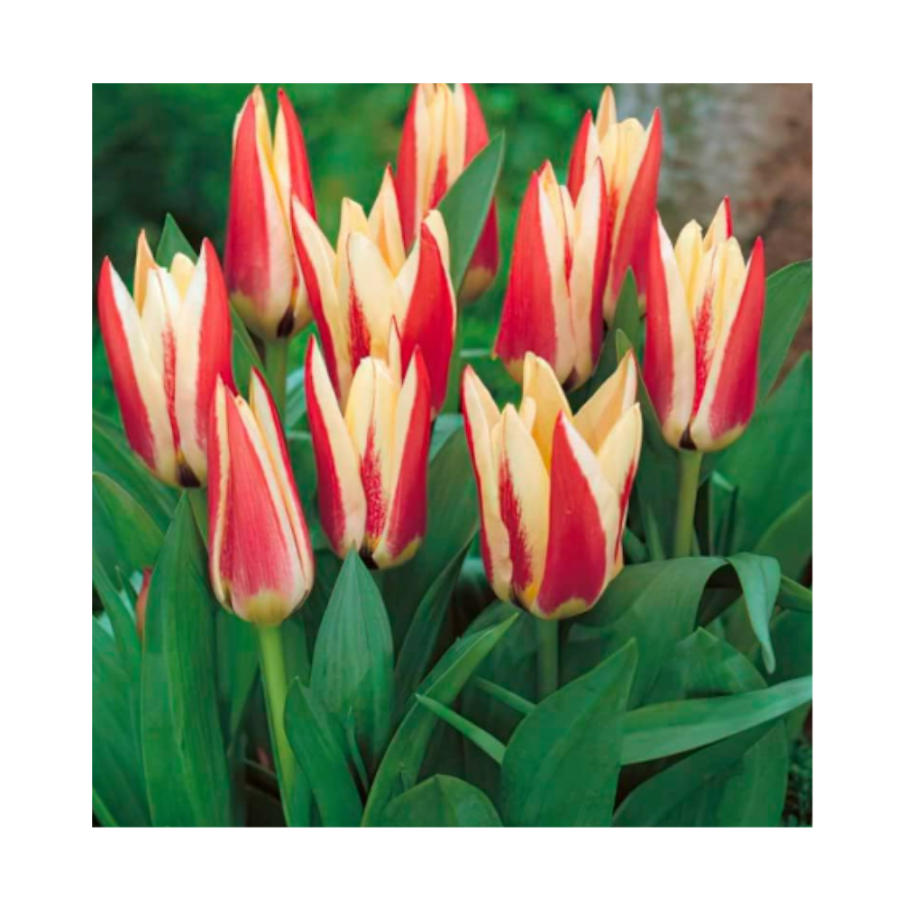 Tarafa VIRÁGHAGYMA TULIPÁN TARAFA 10DARAB/CSOMAG KRÉM-PIROS