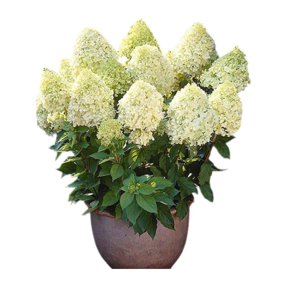 Bugás hortenzia cs:c2 hydrangea paniculata - Faiskolai növény